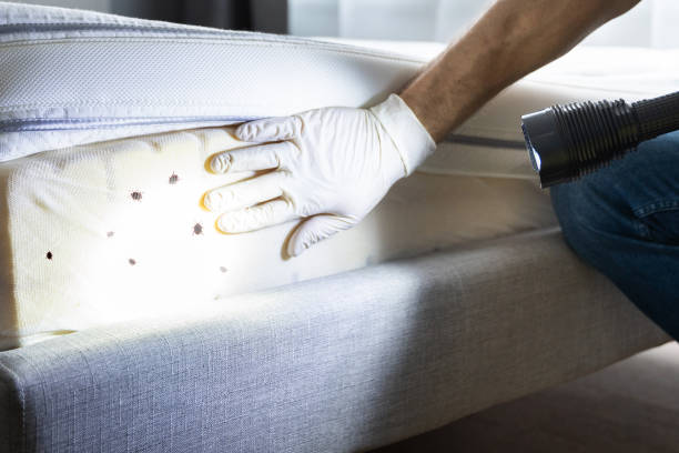 Best Bed Bug Extermination  in Sleepy Eye, MN