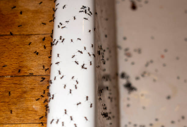 Best Emergency Pest Control  in Sleepy Eye, MN